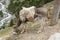 Donkey near climbing camp Dugoba, Pamir-alay