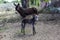 Donkey newborn baby in farm