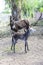 Donkey newborn baby in farm,