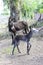 Donkey newborn baby in farm,