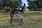 Donkey newborn baby in farm,