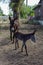 Donkey newborn baby in farm,