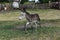 Donkey newborn baby in farm, Argentine