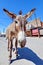 Donkey in Oatman, Arizona, United States
