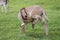 Donkey offspring Equua asinus asinus in a meadow