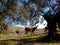 Donkey in olive grove under tree in Spain