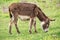Donkey on overcast day. Wild donkey in countryside field, feeding, grazing, animals roaming-free. The donkey eats grass