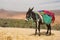 Donkey pack in the meadow. Morocco.