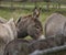 Donkey Peering at the Viewer