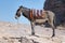 The donkey - Petra