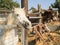 Donkey and pony on a farm on Cyprus