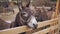 Donkey Portrait At Farm