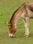 Donkey portrait grazing on grass