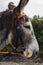 Donkey in profile in festive bridle. Asciano, Tuscany, Italy