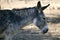 Donkey profile side view portrait in gray color