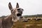 Donkey protects sheep herd from wolf