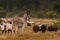 Donkey protects sheep herd from wolf