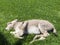Donkey puppy sleeping in grass.