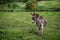 Donkey resting on green field