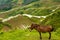 Donkey Rice Terrace Traditional Village Longji