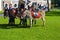 Donkey rides in Croxteth Park in Liverpool