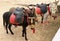 Donkey rides on Yarmouth beach