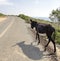 Donkey on the road. Northern Cyprus