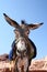 Donkey in rock city Petra