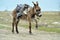 Donkey on rural grassland