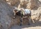 A donkey with a saddle is standing in the shade and resting and waiting for tourists on the viewing platform near Mitzpe Yeriho in