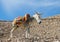 A donkey with a saddle is standing in the sun and resting and waiting for tourists on the viewing platform near Mitzpe Yeriho in I