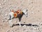 A donkey with a saddle is standing in the sun and resting and waiting for tourists on the viewing platform near Mitzpe Yeriho in I