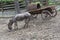 Donkey in the Safari park of the city Gelendzhik, Krasnodar region, Russia