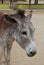 Donkey Sanctuary on the Carribean Island of Aruba
