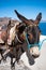 Donkey in Santorini