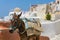 Donkey in Santorini, Greece