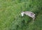 donkey seen from above Grazing the grass of the meadow