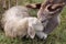 A donkey and a sheep having cuddle