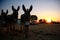 Donkey silhouette. Potchefstroom, Northwest, Sout Africa. Sunset.
