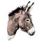 Donkey sketch vector