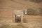 Donkey. Socotra island