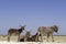 Donkey, South Africa, desert, family group