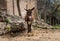 Donkey at a Spanish farm