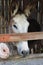 Donkey in stable farm mammals animal shed