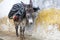 Donkey standing in an alley, Morocco