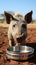 a donkey standing in dirt