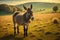 Donkey standing in the field in morning light