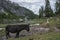 A Donkey standing in front of `Lago Federa` Lake Federa