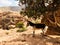 Donkey standing on mountain in Jordan lanscape near tree and bushes