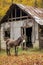 donkey standing near an old rustic barn